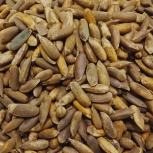 Chilgoza Sabat (Pine Nuts in Shell)