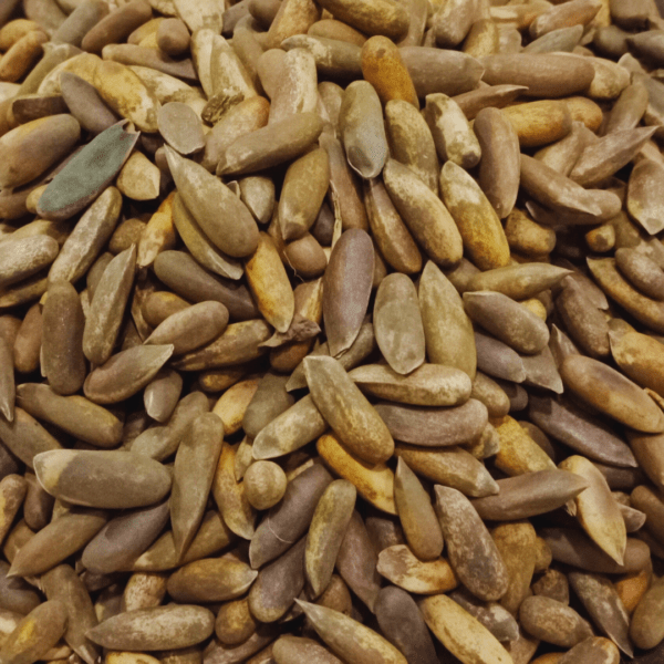 Chilgoza Sabat (Pine Nuts in Shell)